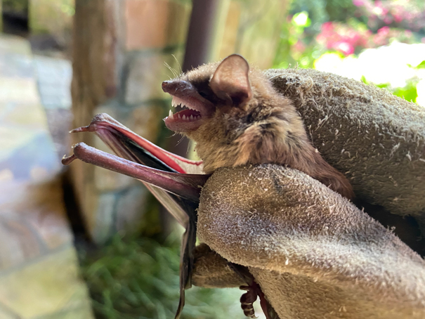 A bat held in a gloved hand